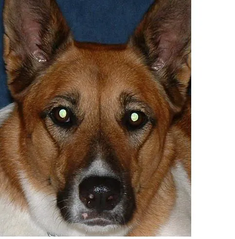 Harvest Plaza Animal Hospital Picture 7