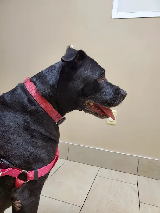 Harvest Plaza Animal Hospital Picture 6