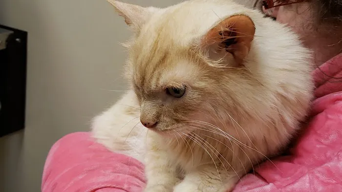 Harvest Plaza Animal Hospital Picture 4