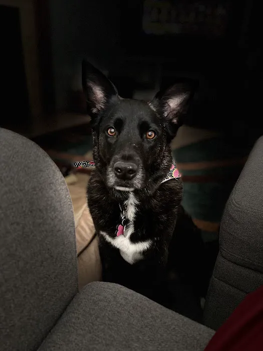 Harvest Plaza Animal Hospital Picture 5