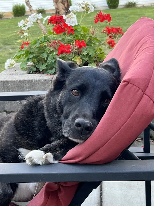 Harvest Plaza Animal Hospital Picture 8