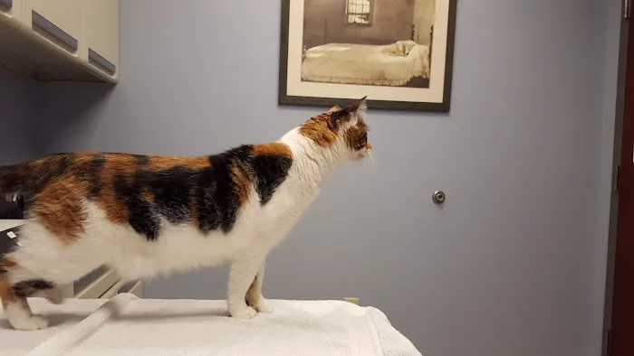 Harvest Plaza Animal Hospital Picture 10