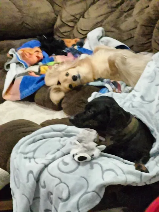 Pet Pals Animal Hospital Picture 1