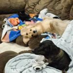 Pet Pals Animal Hospital