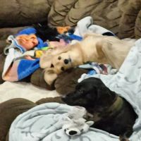 Pet Pals Animal Hospital ico