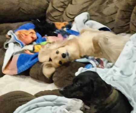 Pet Pals Animal Hospital