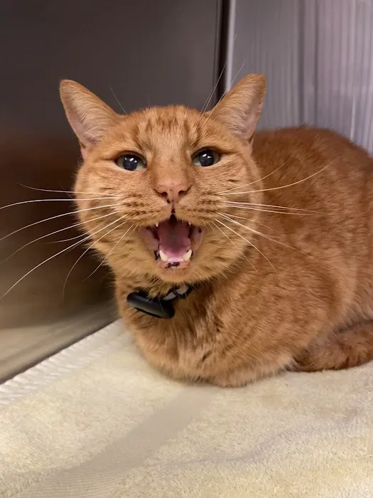 Pet Pals Animal Hospital Picture 3