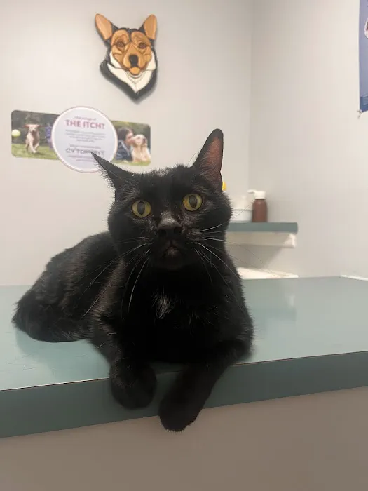 Pet Pals Animal Hospital Picture 7