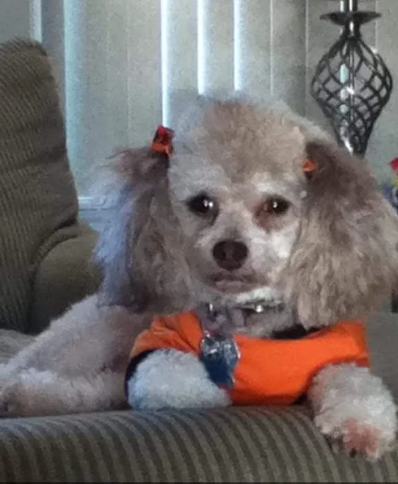 Pet Pals Animal Hospital Picture 9