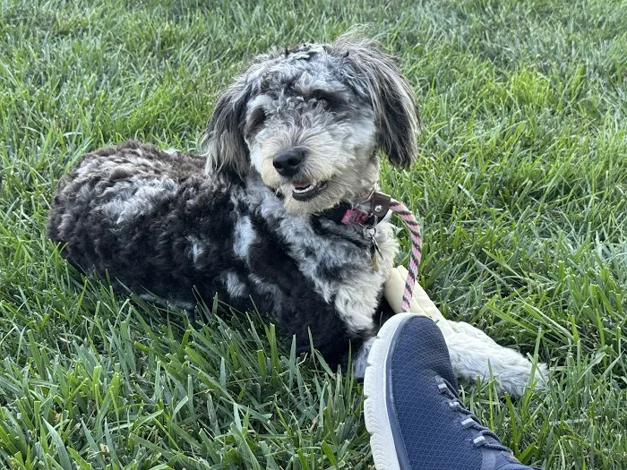 Pet Pals Animal Hospital Picture 10