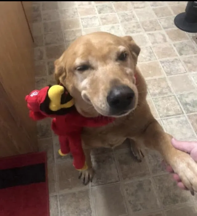 Pet Pals Animal Hospital Picture 8