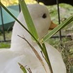 Pike County Veterinary Clinic