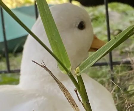 Pike County Veterinary Clinic