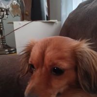 General Vet Clinic ico