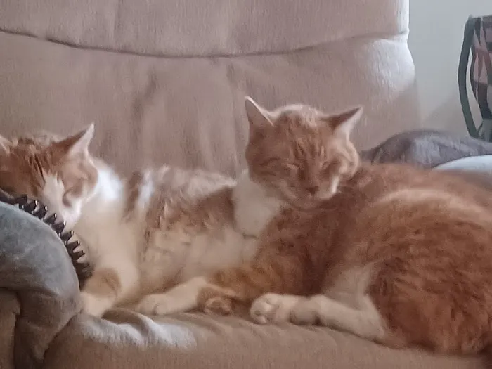 Otto Monica DVM Picture 3