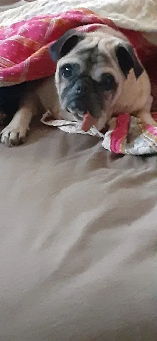 Otto Monica DVM Picture 7