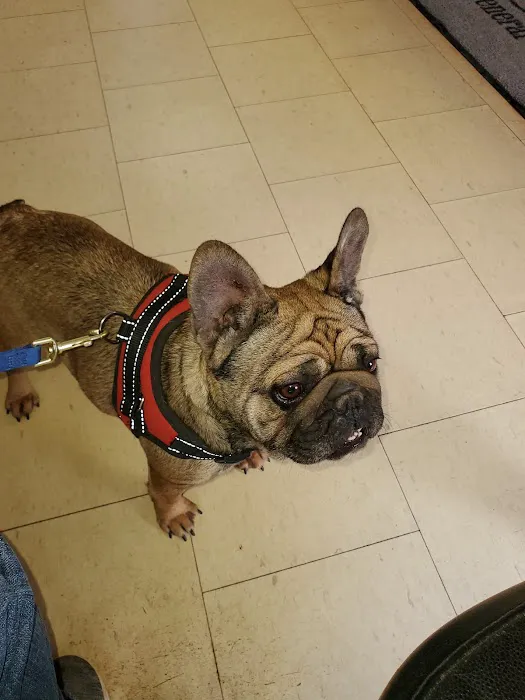 Otto Monica DVM Picture 5