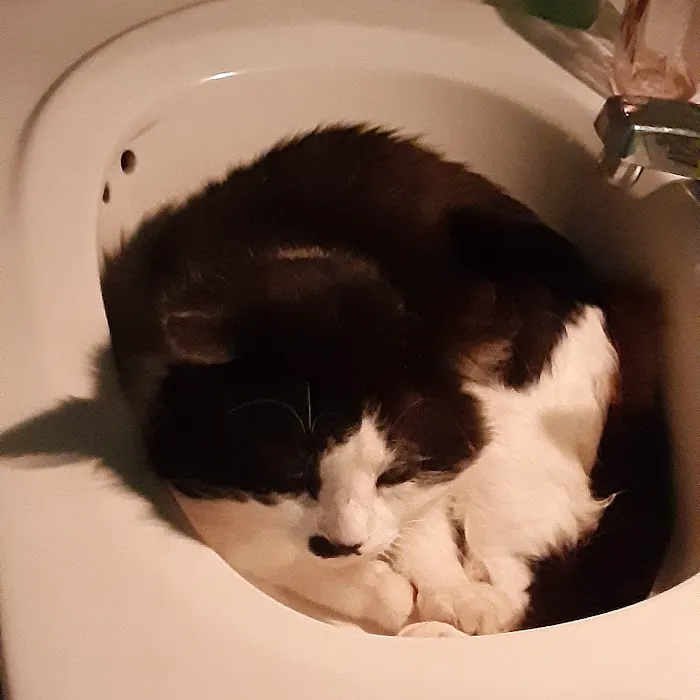 Otto Monica DVM Picture 6