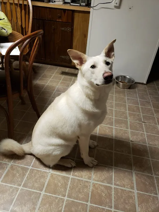 Get Spot A Shot Pet Clinic Picture 1