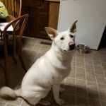 Get Spot A Shot Pet Clinic