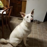 Get Spot A Shot Pet Clinic ico