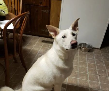 Get Spot A Shot Pet Clinic