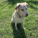 Kirbyville Veterinary Clinic