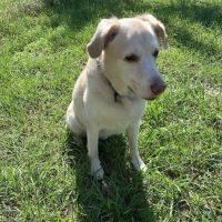 Kirbyville Veterinary Clinic ico