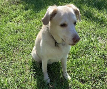 Kirbyville Veterinary Clinic