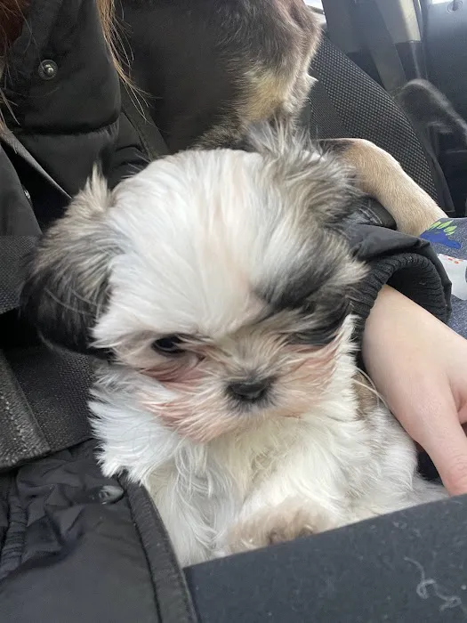 Lakeway Animal Clinic Picture 5