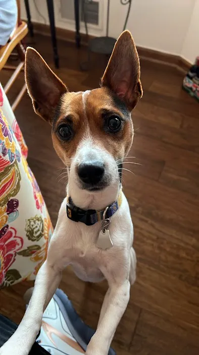 Lakeway Animal Clinic Picture 6