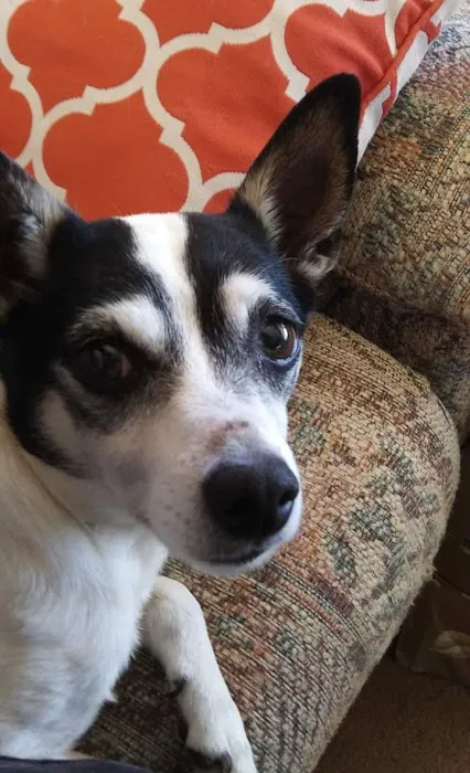 Lakeway Animal Clinic Picture 8