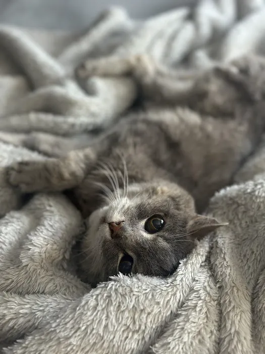 Lakeway Animal Clinic Picture 10