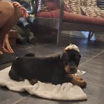 Paris Veterinary Clinic