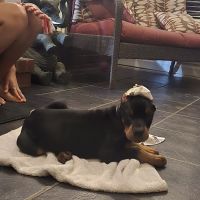 Paris Veterinary Clinic ico