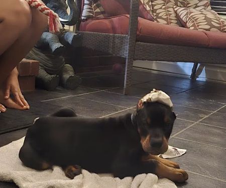 Paris Veterinary Clinic