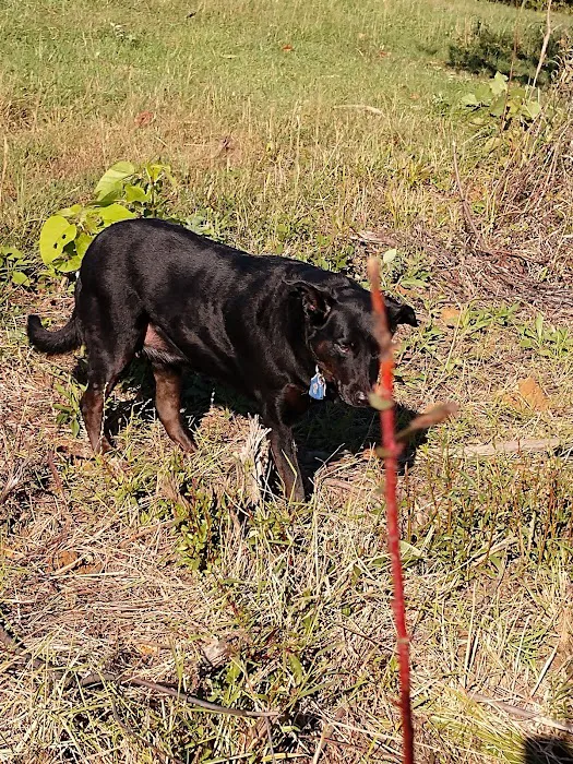 Henderson Veterinary Medical Center Picture 5