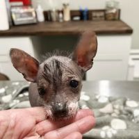 Henderson Veterinary Medical Center ico