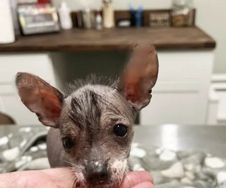 Henderson Veterinary Medical Center