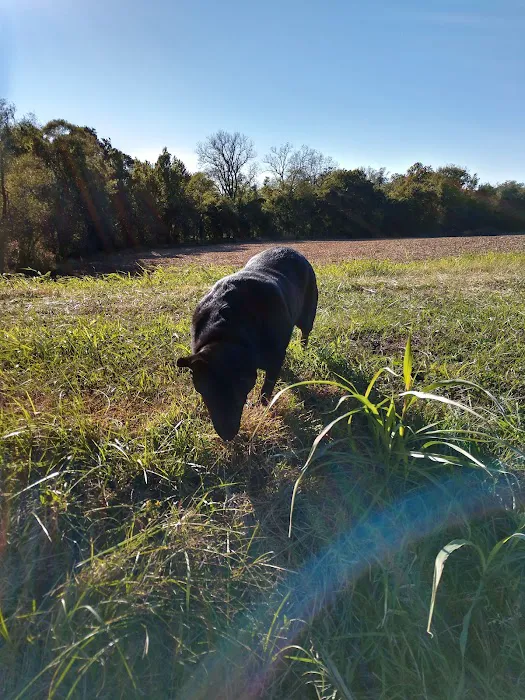 Henderson Veterinary Medical Center Picture 4