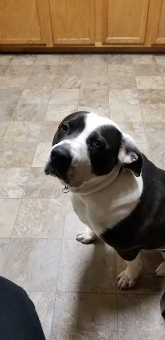 Henderson Veterinary Medical Center Picture 6