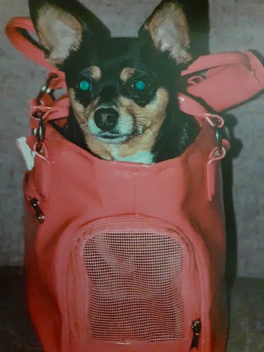 Henderson Veterinary Medical Center Picture 8