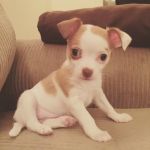 Greenville Animal Hospital