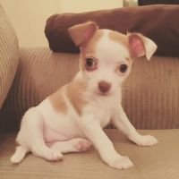 Greenville Animal Hospital ico