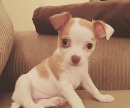 Greenville Animal Hospital