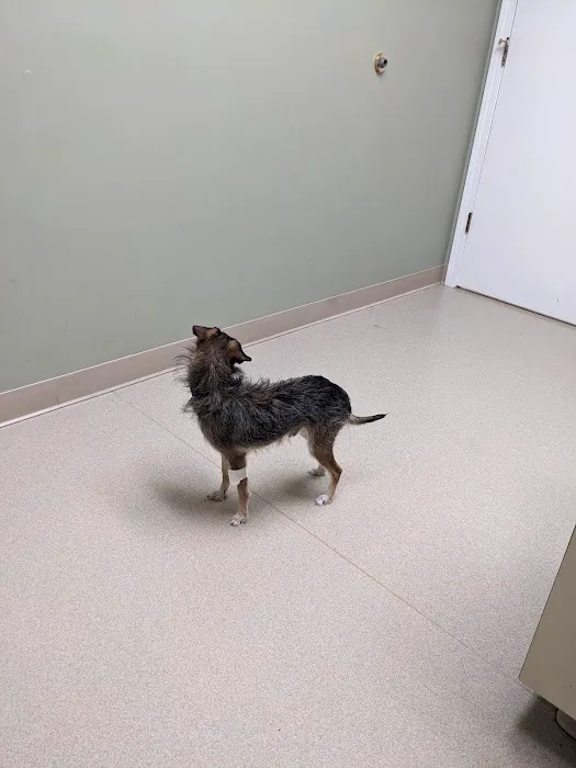 Greenville Animal Hospital Picture 5