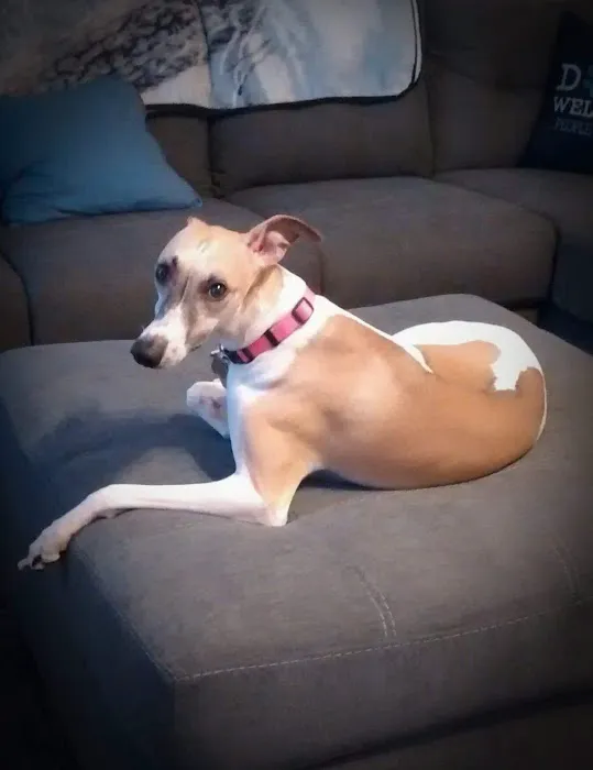 Greenville Animal Hospital Picture 3