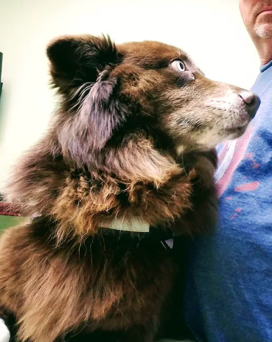 Greenville Animal Hospital Picture 10