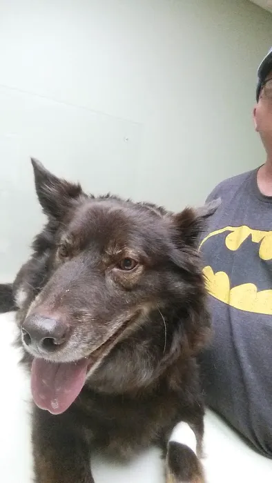 Greenville Animal Hospital Picture 8