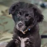 Muhlenberg County Animal Hospital